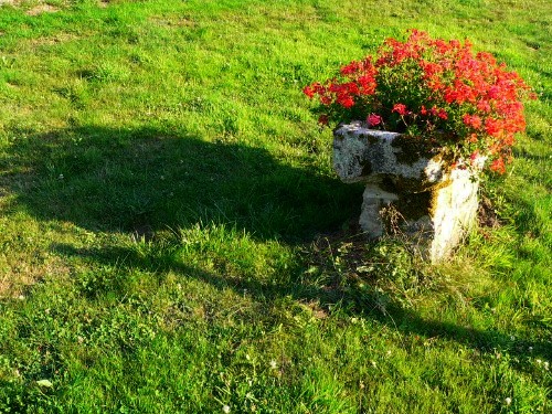 fiore