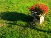 fiore1