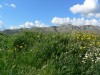 fiore2