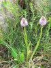 fiore8