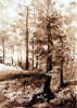 il sottobosco