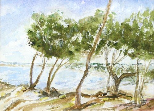 pineta in riva al mare